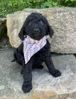 Chloe, a female Goldendoodle for sale in Rogers, OH – 4 of 4
