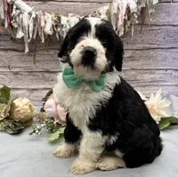 Felix, a male Portuguese Water Dog for sale in Rogers, OH – 3 of 7