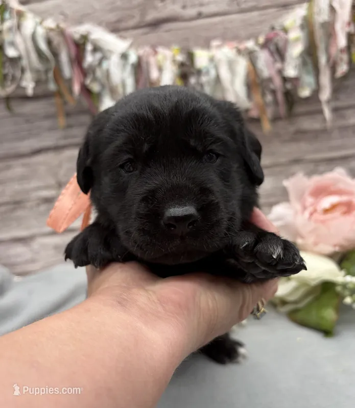 Misty – Labrador Retriever puppy for sale in Rogers, OH
