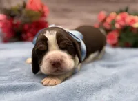 Darwin, a male English Springer Spaniel for sale in Rogers, OH – 3 of 5