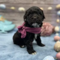 Bella, a female Portuguese Water Dog for sale in Rogers, OH – Photo 1 of 4