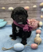 Bella, a female Portuguese Water Dog for sale in Rogers, OH – Photo 2 of 4