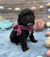 Bella, a female Portuguese Water Dog for sale in Rogers, OH – Photo 3 of 4