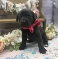 Lunar, a female Labrador Retriever for sale in Rogers, OH – 5 of 6