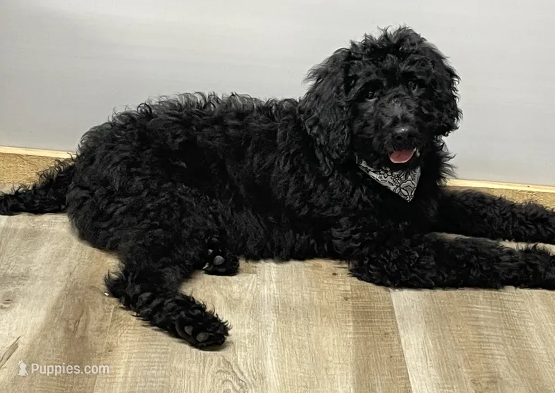 Chloe – Goldendoodle puppy for sale in Rogers, OH