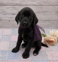 Lunar, a female Labrador Retriever for sale in Rogers, OH – 1 of 6