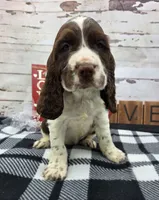 processed/3f414b0a-73a6-4460-b4b8-fd0617085ae9/listing/7ce6f74e-da08-410b-b844-3dbff9a6e4fc/df3ffe25-59e7-4bff-9307-e1d090a97dc9