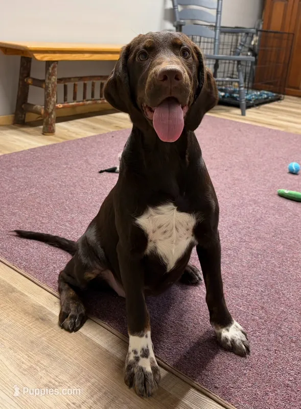 Nala – English Springer Spaniel, Labrador Retriever puppy for sale in Rogers, OH