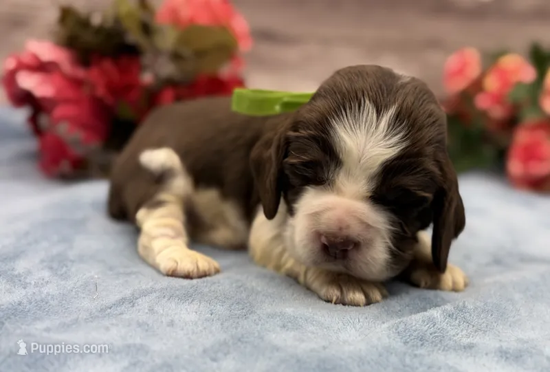 Diesel – English Springer Spaniel puppy for sale in Rogers, OH