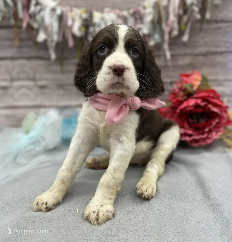 Daphne – English Springer Spaniel puppy for sale in Rogers, OH
