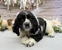 Amelia, a female English Springer Spaniel for sale in Rogers, OH – 3 of 6