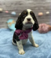 Dora, a female English Springer Spaniel for sale in Rogers, OH – Photo 1 of 4