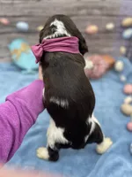 Dora, a female English Springer Spaniel for sale in Rogers, OH – Photo 4 of 4