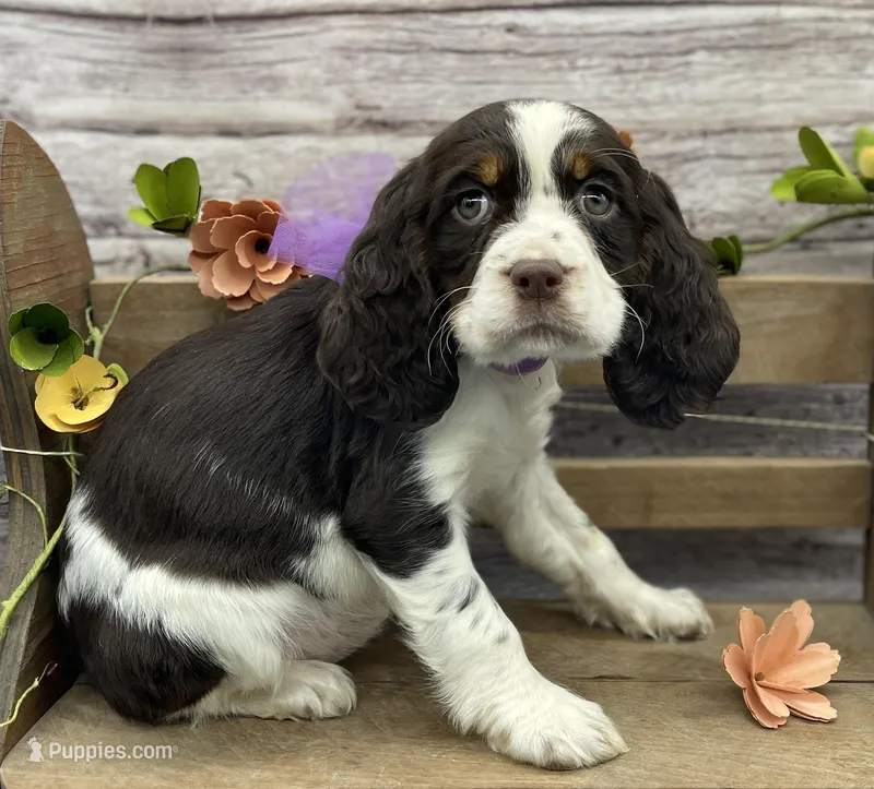 Dora – English Springer Spaniel puppy for sale in Rogers, OH