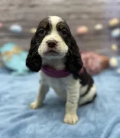 Dora, a female English Springer Spaniel for sale in Rogers, OH – Photo 3 of 4