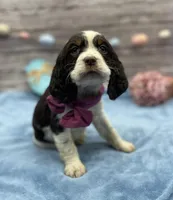 Dora, a female English Springer Spaniel for sale in Rogers, OH – Photo 2 of 4