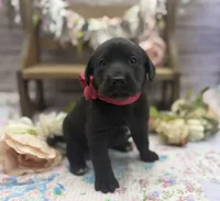 Lunar, a female Labrador Retriever for sale in Rogers, OH – 4 of 6