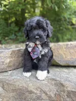 Findlay, a male Portuguese Water Dog for sale in Rogers, OH – 2 of 5