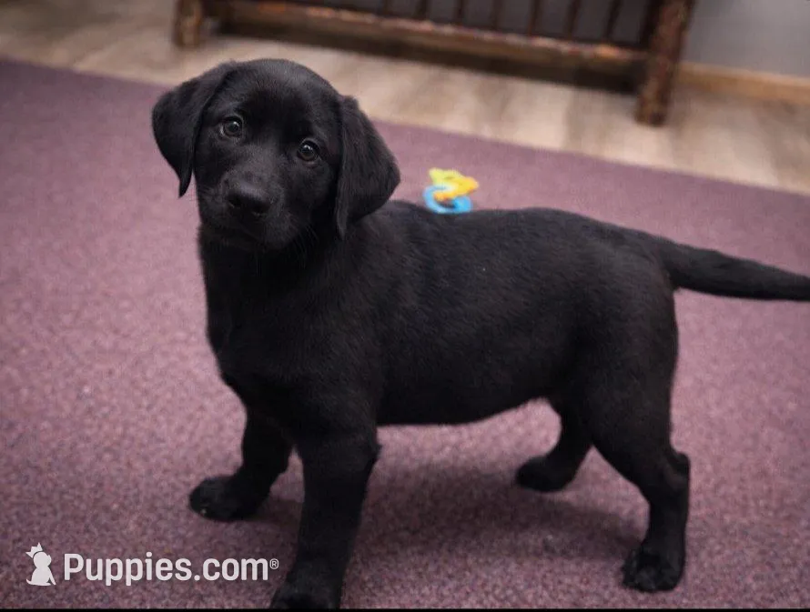 Winter, a female Labrador Retriever for sale in Rogers, OH – 2 of 5