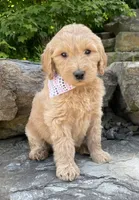 Sandy, a female Goldendoodle for sale in Rogers, OH – 2 of 5