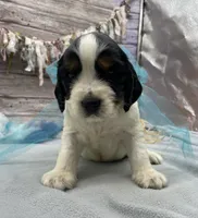 Ace, a male English Springer Spaniel for sale in Rogers, OH – 4 of 4