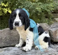 Alistair, a male English Springer Spaniel for sale in Rogers, OH – 2 of 5