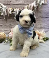 Frito, a male Portuguese Water Dog for sale in Rogers, OH – 5 of 6