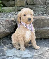 Millie, a female Goldendoodle for sale in Rogers, OH – 3 of 5