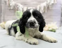 Archie, a male English Springer Spaniel for sale in Rogers, OH – 4 of 4