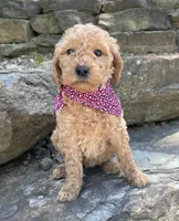 Lucy, a female Goldendoodle for sale in Rogers, OH – 2 of 6