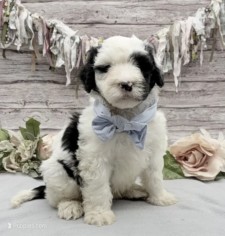 Frito – Portuguese Water Dog puppy for sale in Rogers, OH