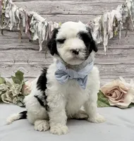 Frito, a male Portuguese Water Dog for sale in Rogers, OH – 1 of 6