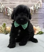 Flint, a male Portuguese Water Dog for sale in Rogers, OH – 2 of 5