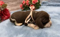 Darla, a female English Springer Spaniel for sale in Rogers, OH – 4 of 5