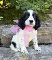 Avery, a female English Springer Spaniel for sale in Rogers, OH – 2 of 7