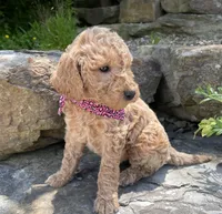 Lucy, a female Goldendoodle for sale in Rogers, OH – 3 of 6