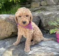 Lucy, a female Goldendoodle for sale in Rogers, OH – 6 of 6