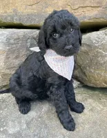 Sasha, a female Goldendoodle for sale in Rogers, OH – 6 of 6