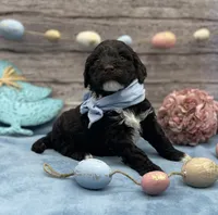 Benedict, a male Portuguese Water Dog for sale in Rogers, OH – Photo 3 of 5