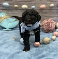 Benedict, a male Portuguese Water Dog for sale in Rogers, OH – Photo 4 of 5