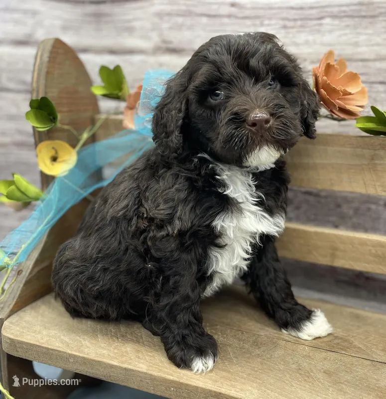 Benedict – Portuguese Water Dog puppy for sale in Rogers, OH