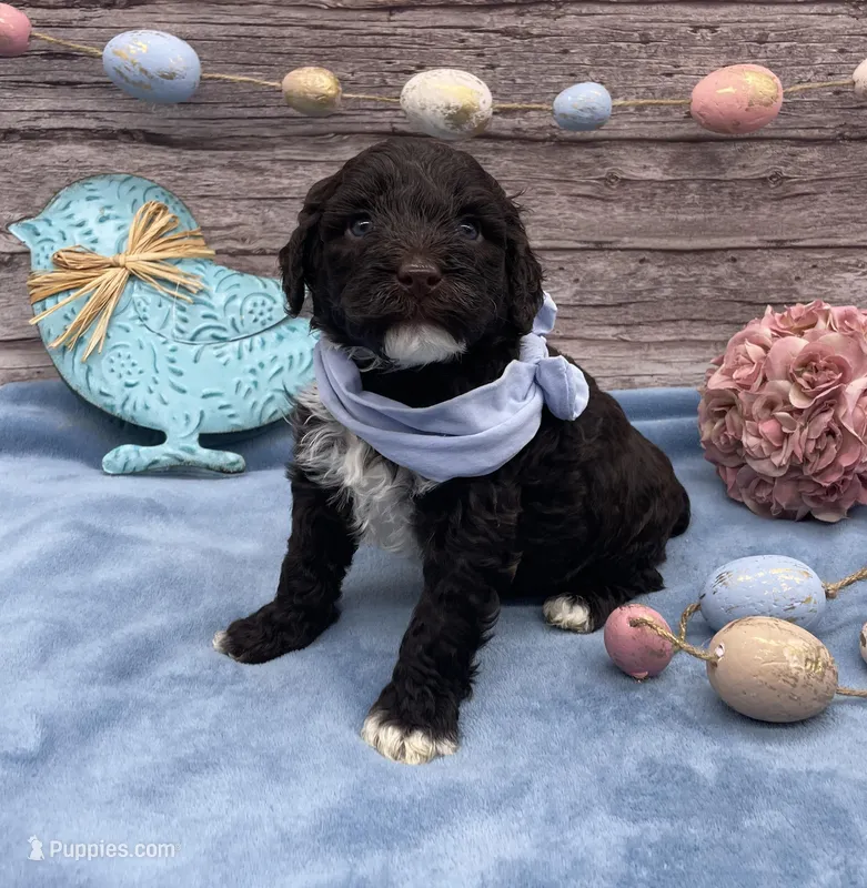 Benedict – Portuguese Water Dog puppy for sale in Rogers, OH