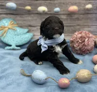 Benedict, a male Portuguese Water Dog for sale in Rogers, OH – Photo 2 of 5