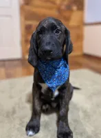 Expected, a  English Springer Spaniel and Labrador Retriever for sale in Rogers, OH – Photo 2 of 7