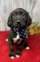 Expected, a  English Springer Spaniel and Labrador Retriever for sale in Rogers, OH – Photo 7 of 7
