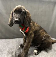 Expected, a  English Springer Spaniel and Labrador Retriever for sale in Rogers, OH – Photo 4 of 7