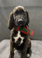 Expected, a  English Springer Spaniel and Labrador Retriever for sale in Rogers, OH – Photo 3 of 7