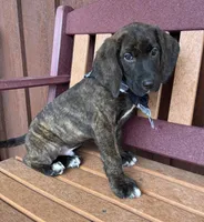 Expected, a  English Springer Spaniel and Labrador Retriever for sale in Rogers, OH – Photo 6 of 7