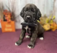 Expected, a  English Springer Spaniel and Labrador Retriever for sale in Rogers, OH – Photo 1 of 7