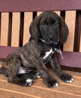 Expected, a  English Springer Spaniel and Labrador Retriever for sale in Rogers, OH – Photo 5 of 7